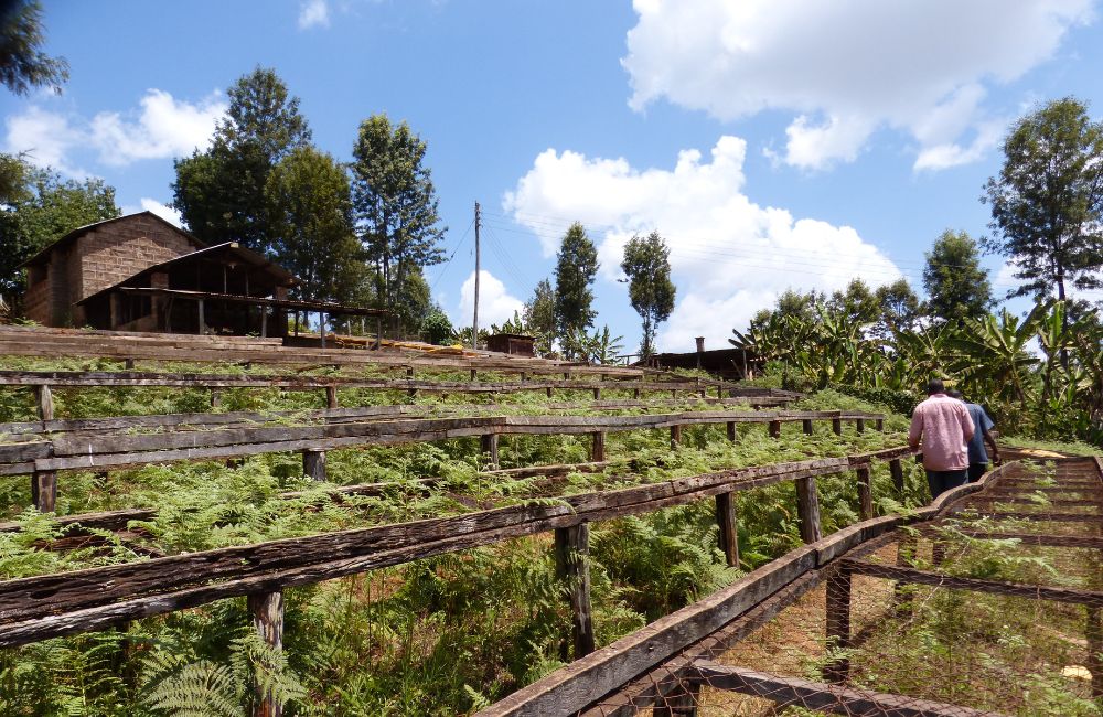 Café kenia de especialidad cultivado en las laderas del Mount Kenya - Kenya Coffee
