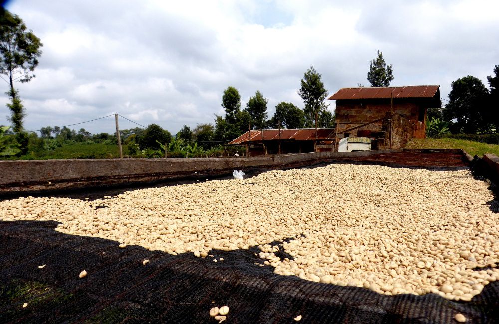 Café kenia de especialidad cultivado en las laderas del Mount Kenya - Kenya Coffee