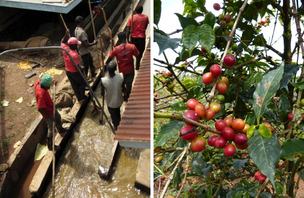 Café kenia de especialidad cultivado en las laderas del Mount Kenya - Kenya Coffee
