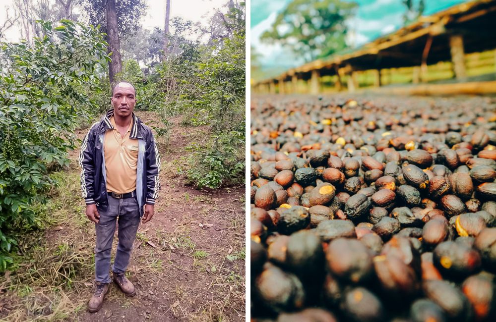 Café de Etiopía Guji con nombre propio Mi'essa Robe cosecha 2023 - ethiopia Guji