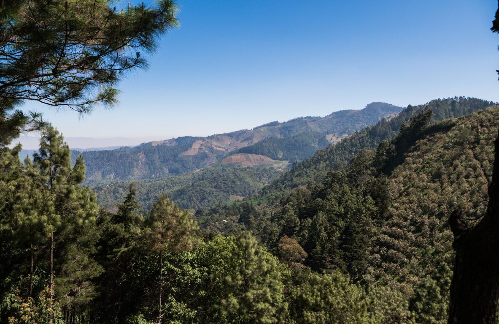 Paisaje boscosos donde se cultiva este café guatemala del Valle