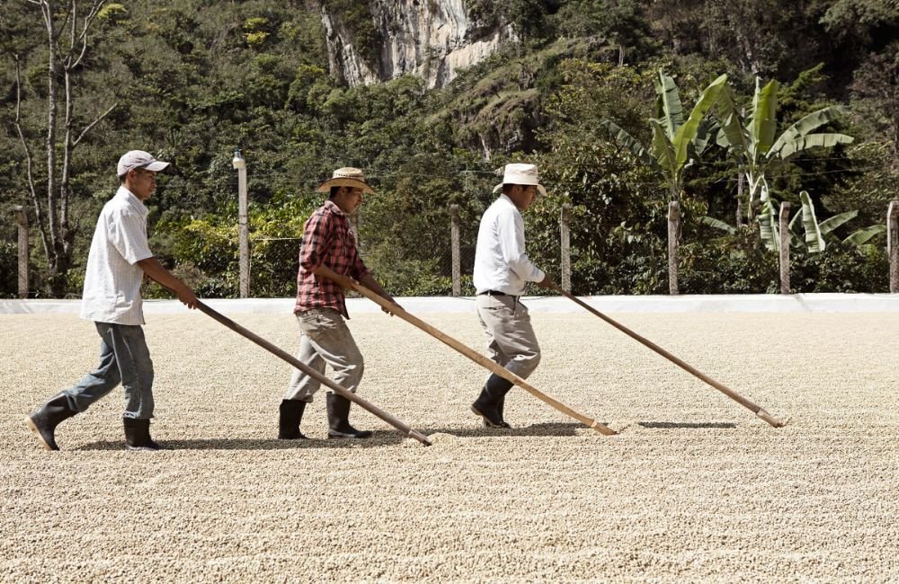 Marvin y algunos trabajadores voltean las semillas de este cafe guatemala del valle en un patio de secado