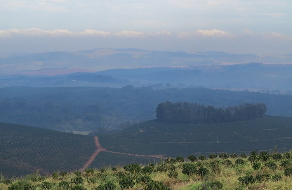 Una gran plantación de café brasil en la montaña