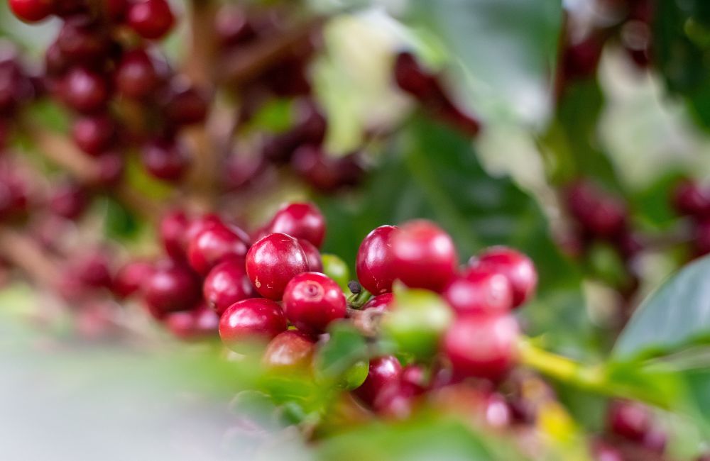 Cerezas de café en la planta según la SCA para café de especialidad