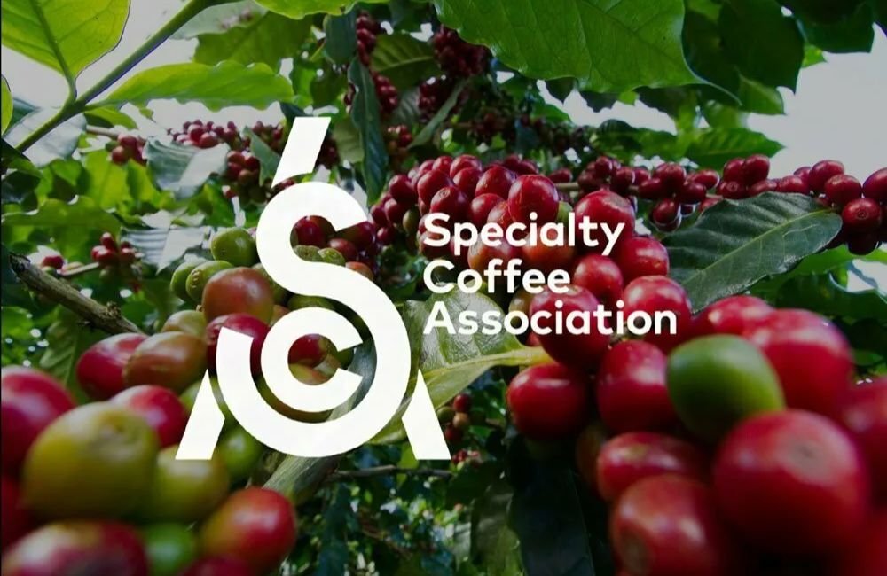 Logo de la SCA sobre foto cerezas de café