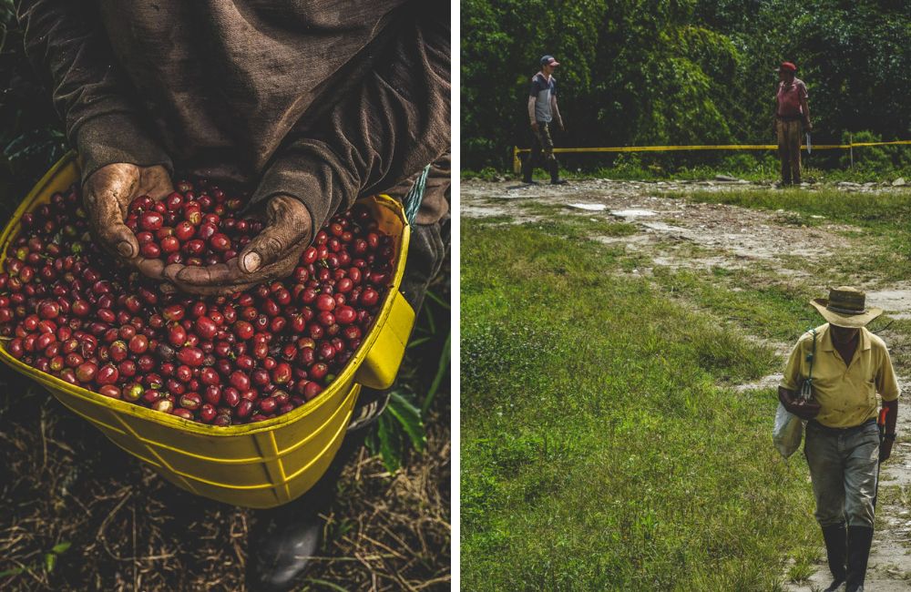 Detalles del cultivo y recolección del café de especialidad