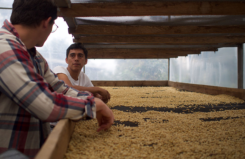 Drying beds for specialty coffee from Peru