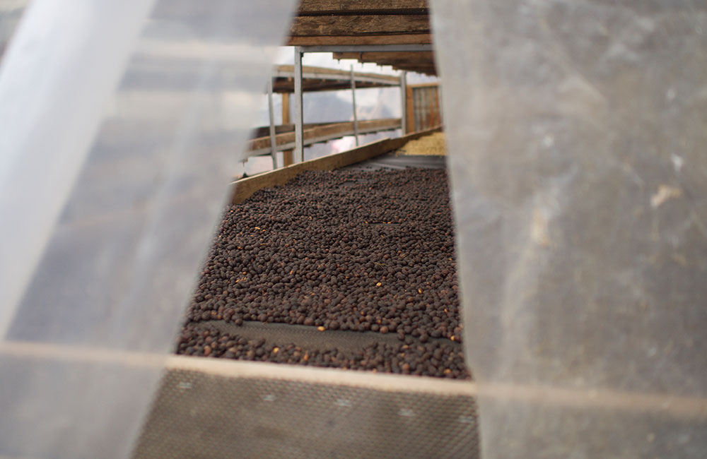 Drying of specialty coffee from Peru