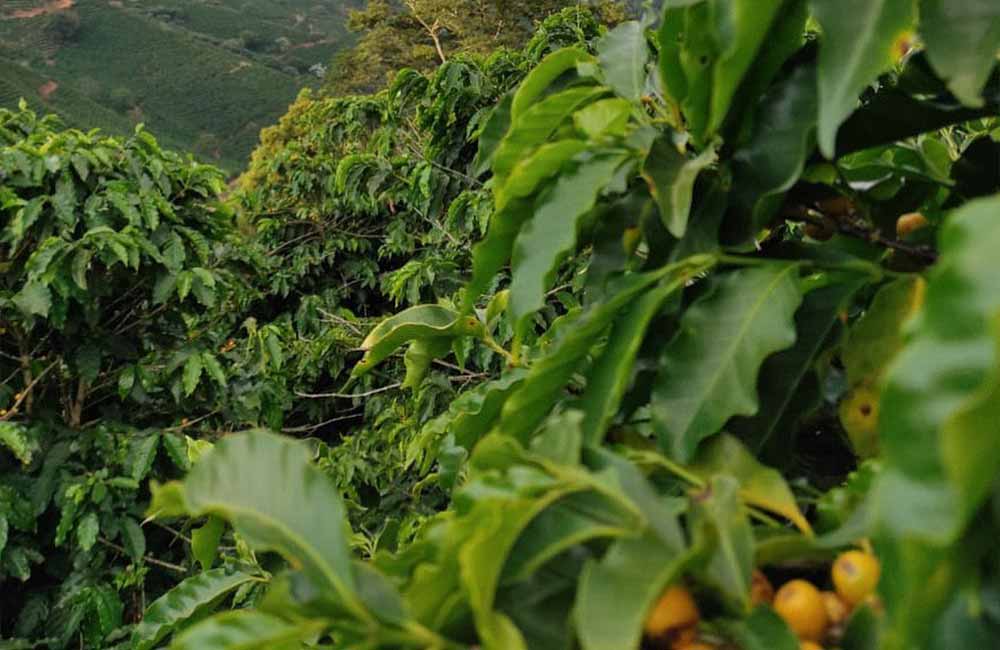 Coffee trees with specialty coffee cherries in the region of Brazil