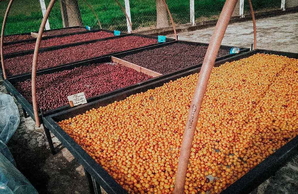 Drying beds for specialty coffee in Brazil