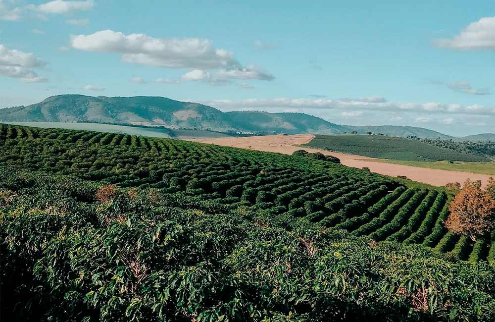 Specialty coffee farm in Brazil, Tripui