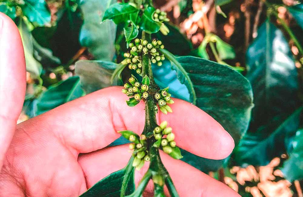 Planta de cafe con flores que darán como resultado granos de cafe