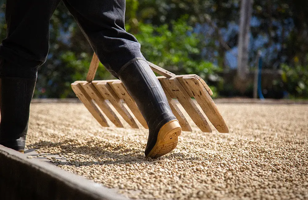 Camas de secado para el café de especialidad en Guatemala