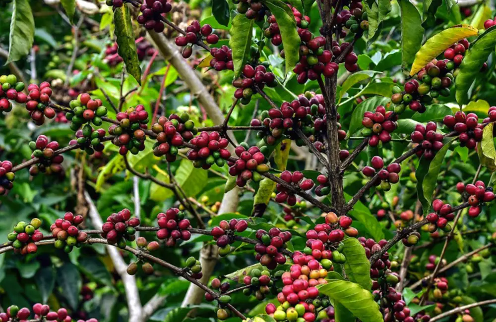 Cafeto de café de especialidad con cerezas de café madurando