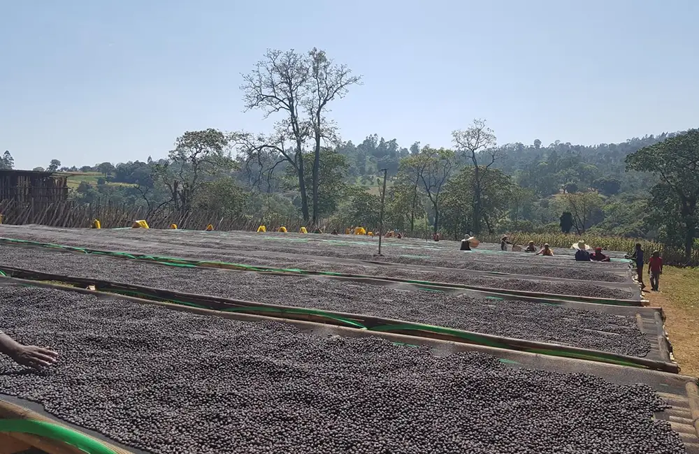 Camas al sol para el secado natural del café de especialidad en Etiopía