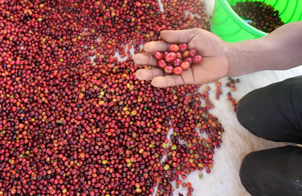 Selection of the best specialty coffee cherries for further processing