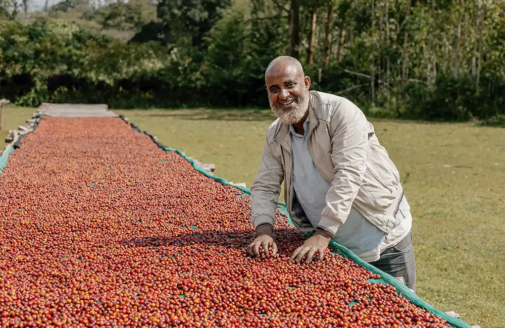 Cultivador de café de especialidad de Etiopía junto a cama de secado de café