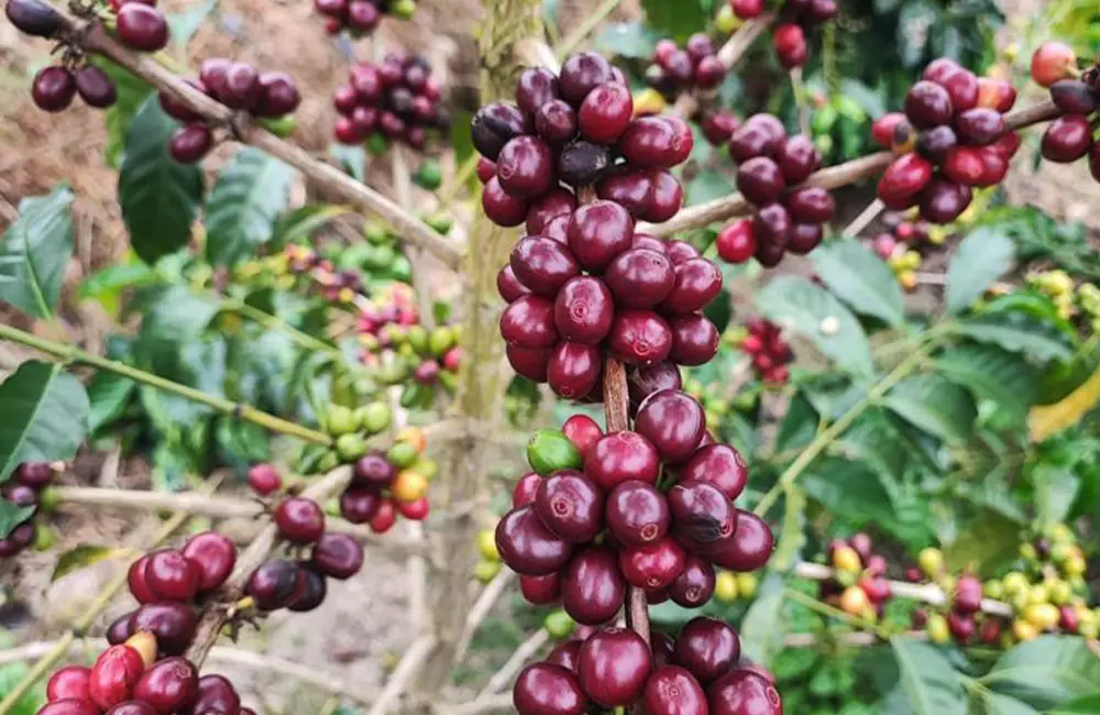 Cerezas de café de especialidad terminando de madurar en el cafeto