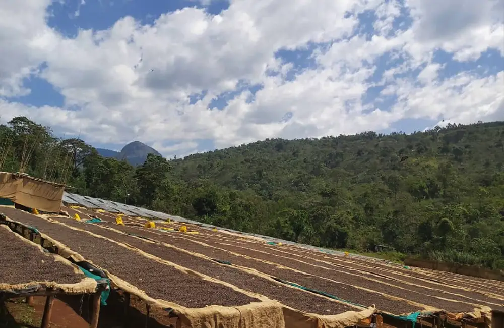 Camas de secado y procesado de café de especialidad de Etiopía