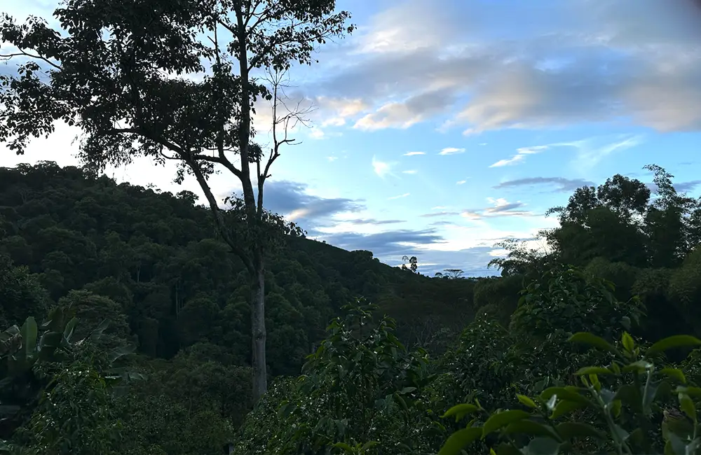 Finca el Diviso, en Colombia, dedicada al cultivo del café de especialidad