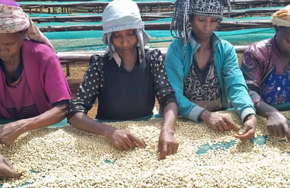 Mujeres de Etiopía seleccionando los mejores granos para café de especialidad