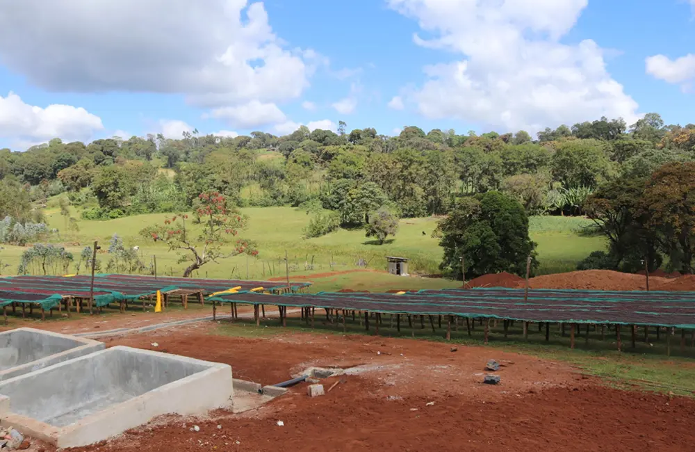 Specialty coffee planting and processing station in Ethiopia