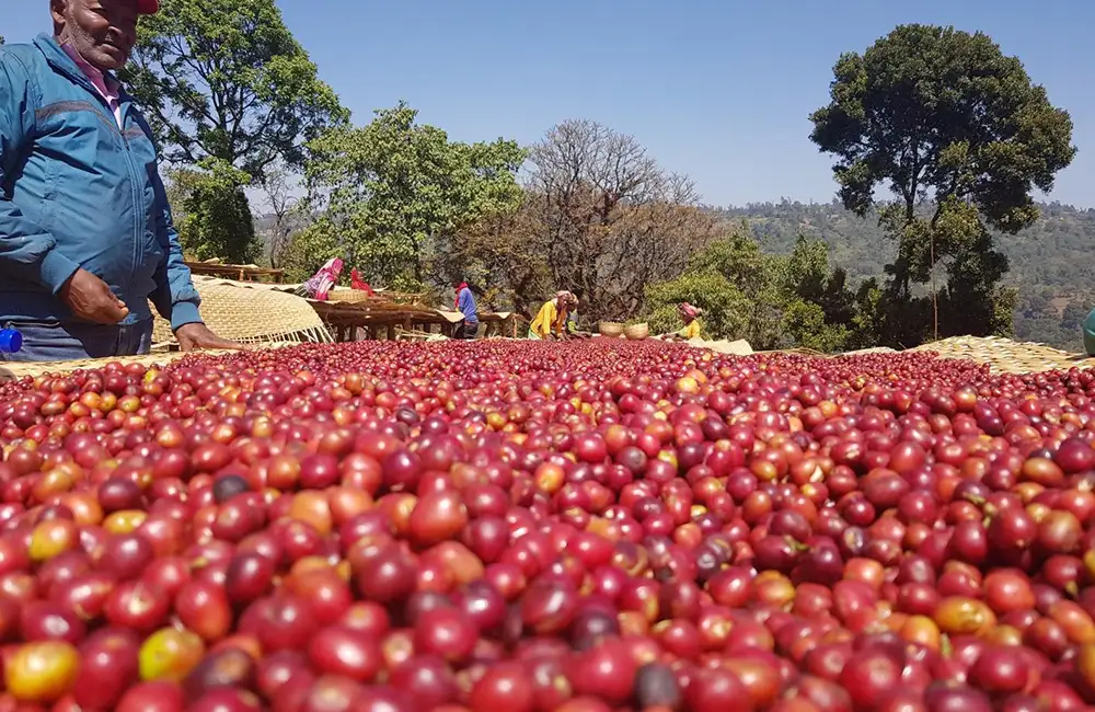 Preparation of specialty coffee drying beds