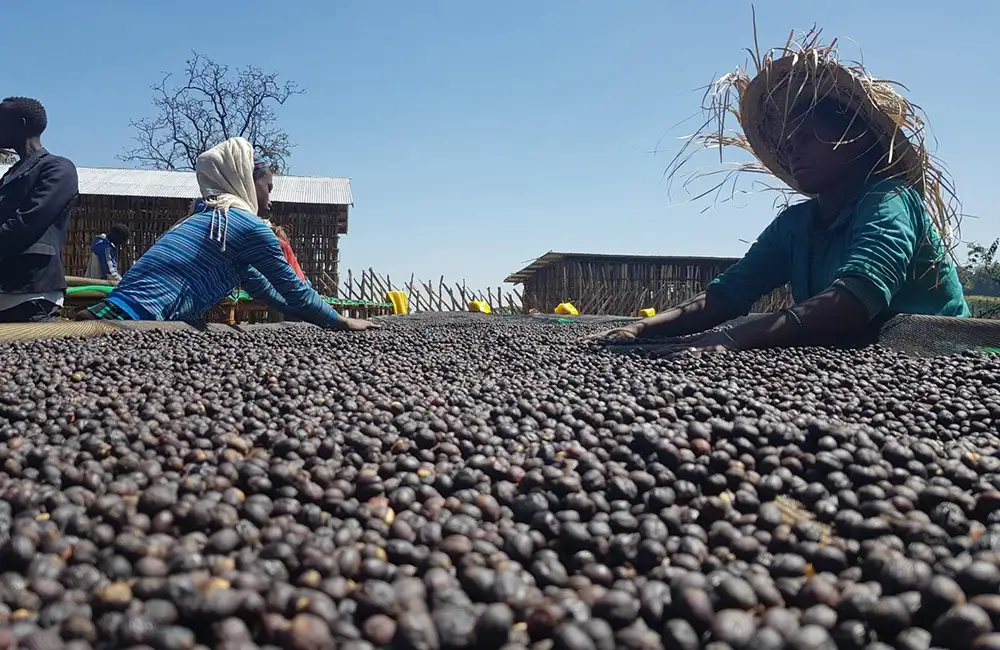 Small Ethiopian coffee farmers supervising the drying of coffee cherries