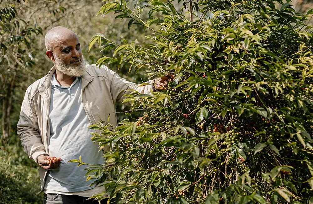 Recogiendo cerezas de café de especialidad en Etiopía