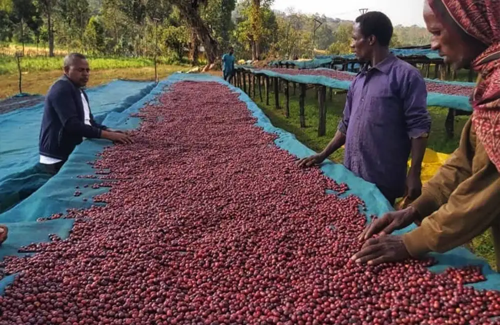 Escogiendo los mejores granos de café de especialidad de Etiopía