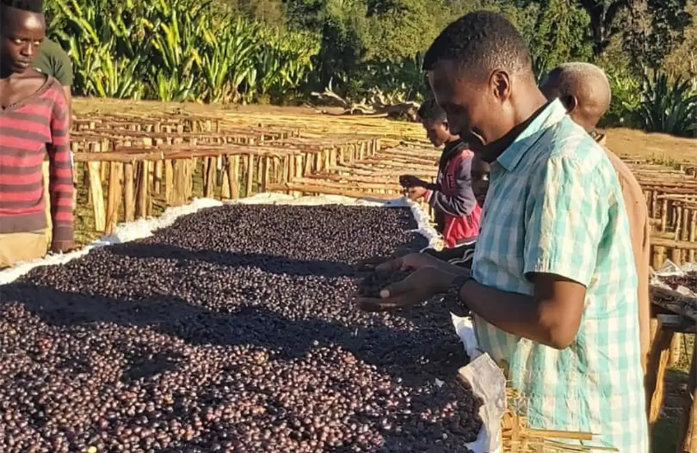 Seleccionando y procesando café de especialidad de Etiopía