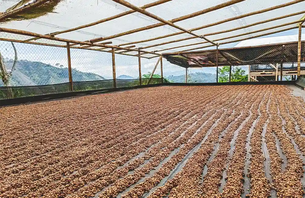 Camas de secado de café de especialidad en Colombia