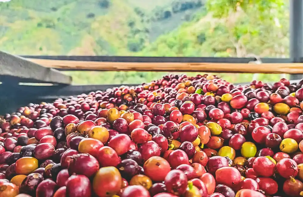 Cerezas de café de especialidad de Colombia antes de ser procesadas