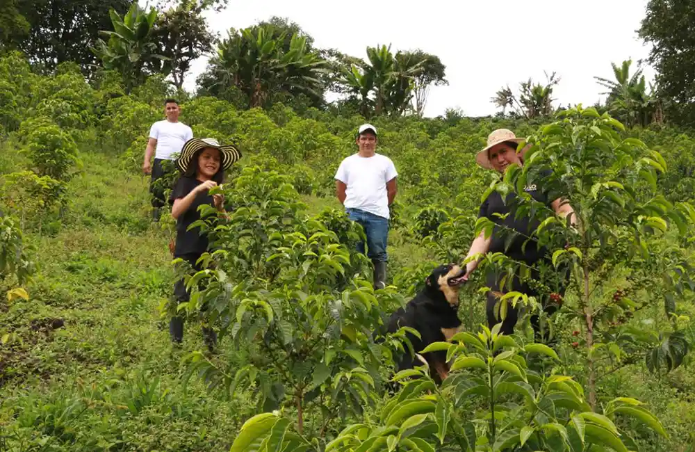 Finca de Café de especialidad de Colombia