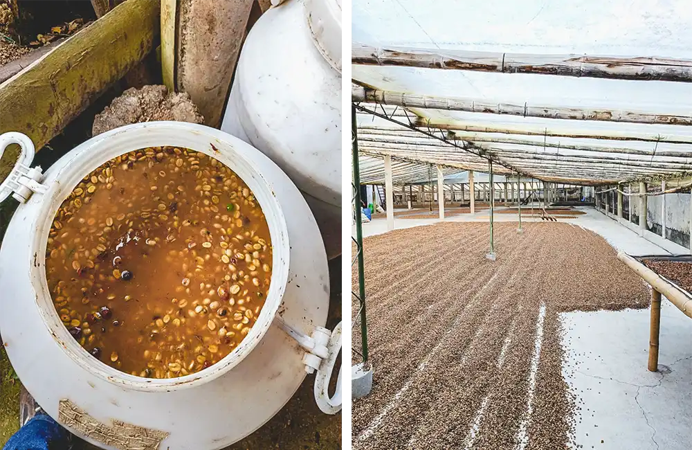 Procesado del café de especialidad en colombia. Proceso Fermentado