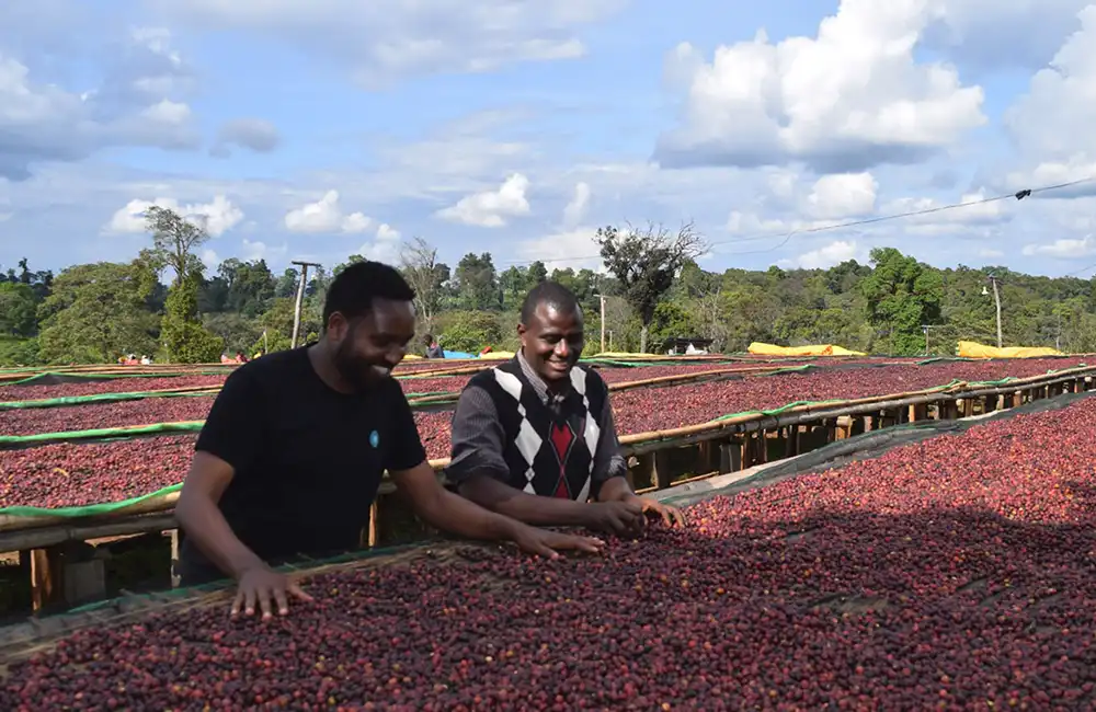 Seleccionando granos de café de especialidad en las camas de secado en Etiopía