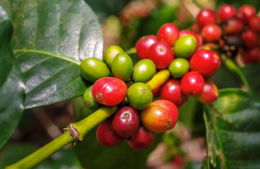 Specialty coffee cherries in Ethiopia