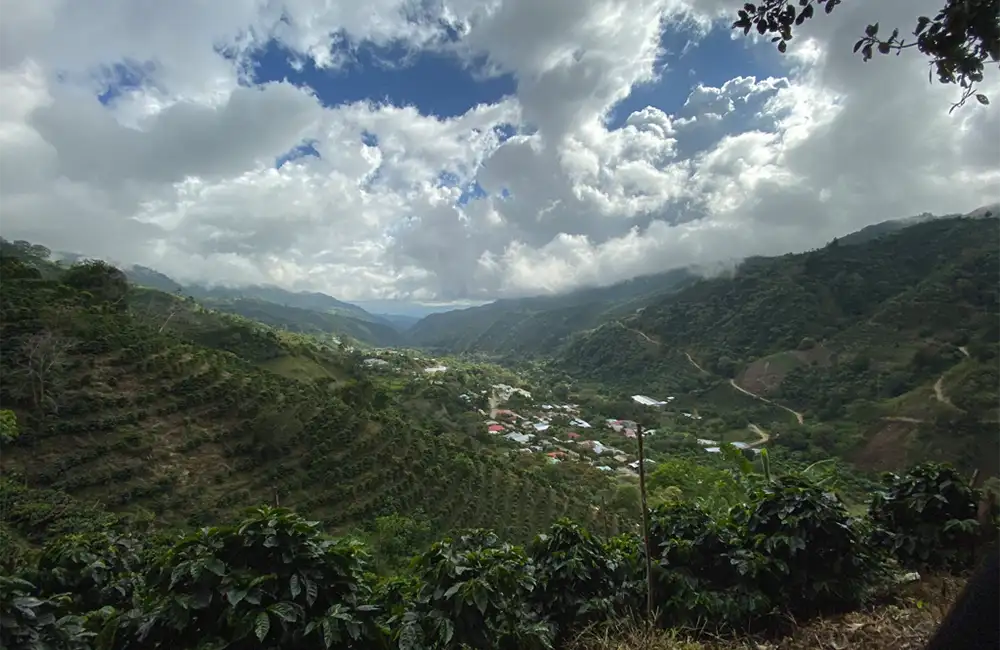 Finca de cultivo de café de especialidad en Costa Rica