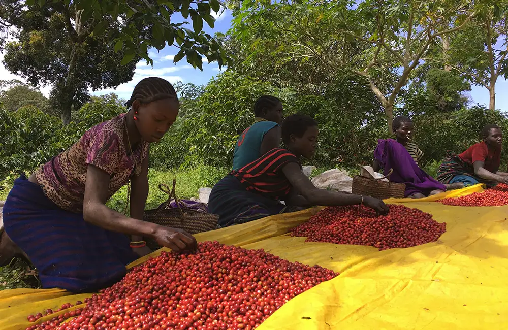 mujeres seleccionando y recolectando los mejores granos de café de especialidad de Etiopía