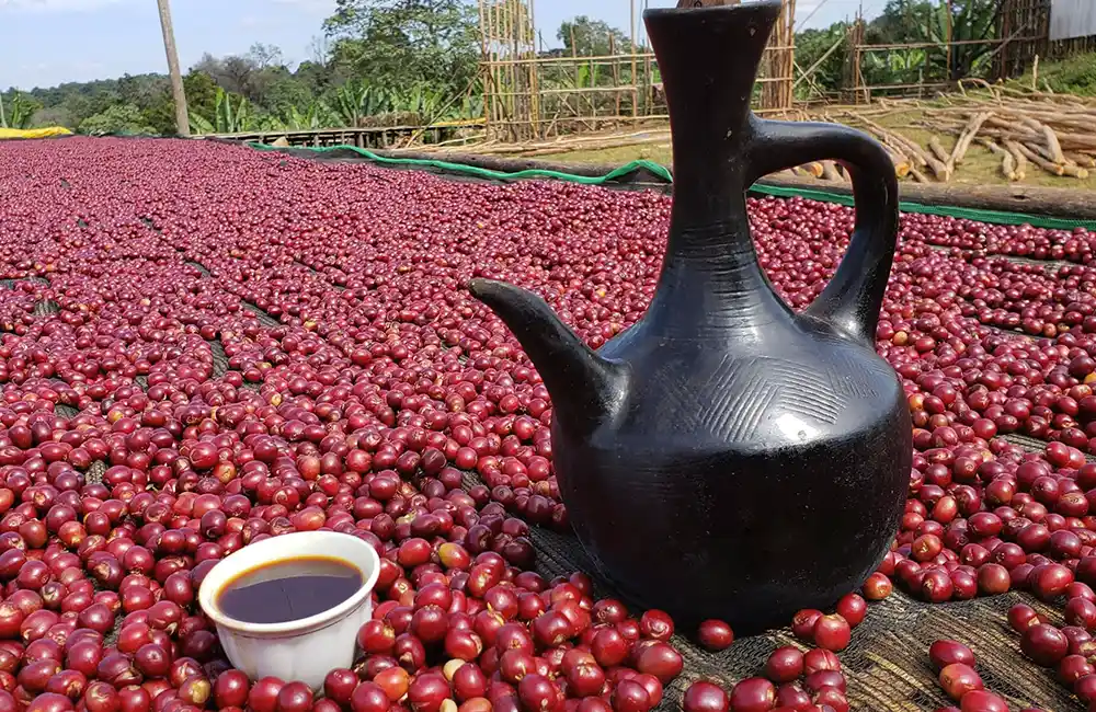 Ethiopian specialty coffee cup on a drying bed for coffee beans