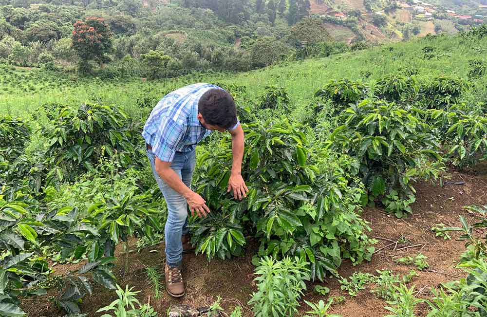 Productores de café de especialidad de Costa Rica