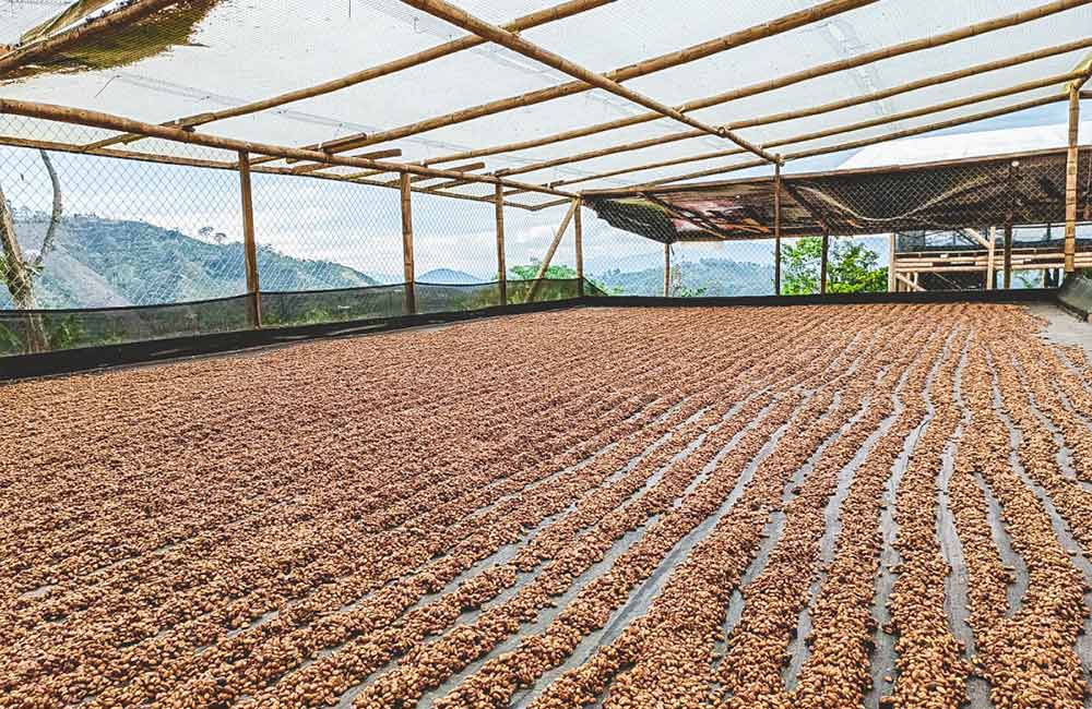 Camas de secado de café de especialidad