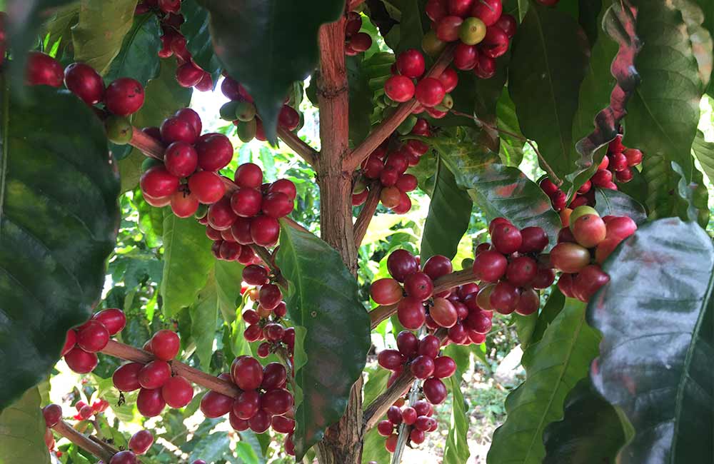 Cerezas del café en el cafeto