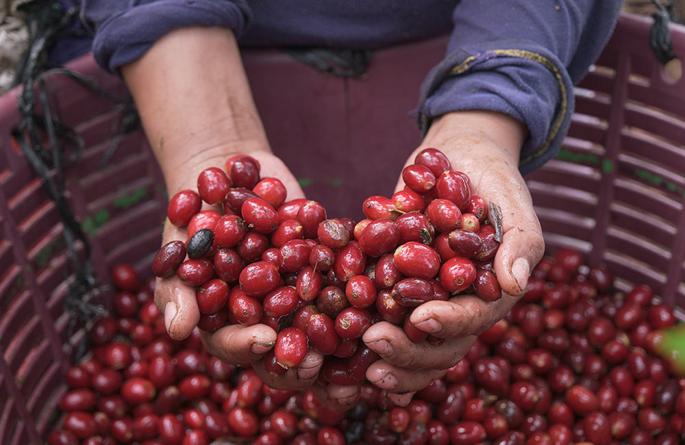 Cerezas de café recién recolectadas del cafeto