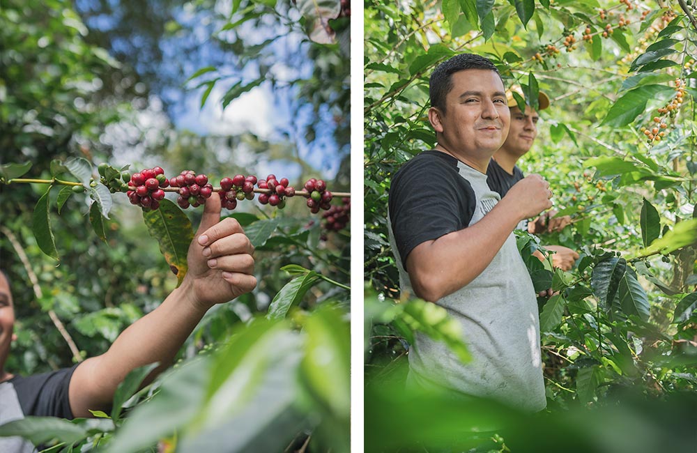 Finca de cultivo de café de especialidad en Huila, Colombia junto a su propietario Deiro García