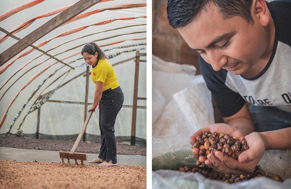 Procesado y preparación del café de especialidad variedad Pink Bourbon