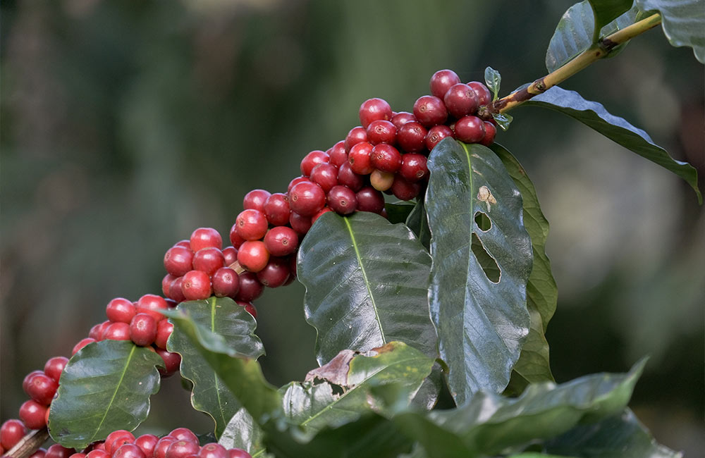 Cerezas de café de especialidad de la variedad ripe catuai