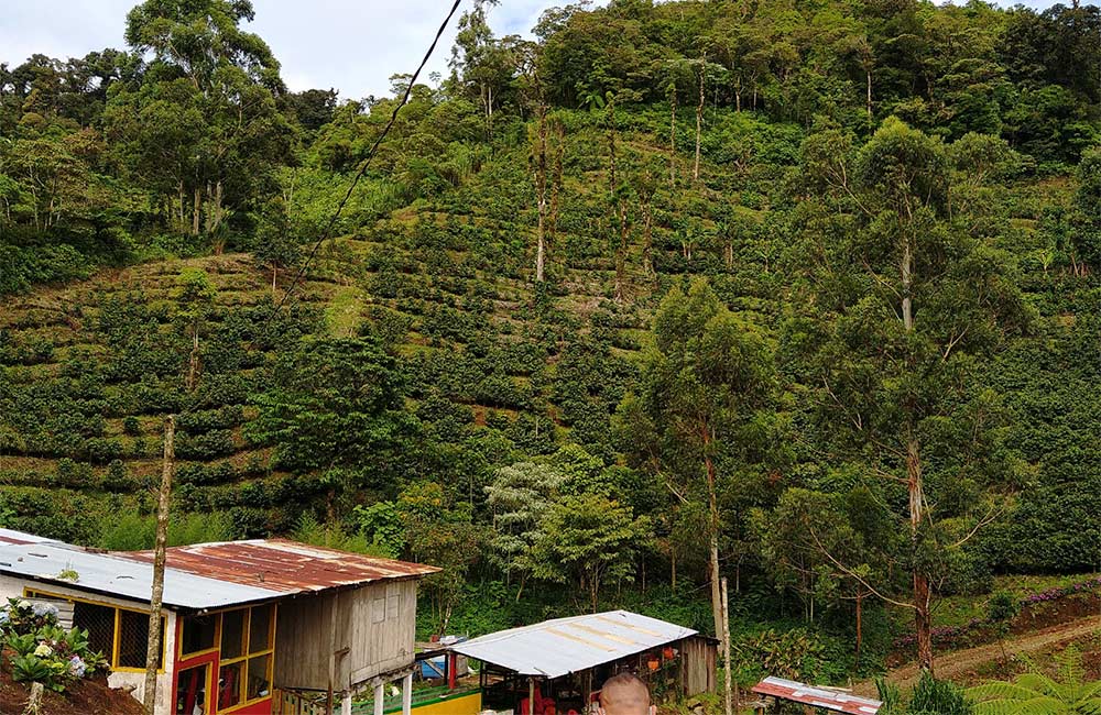 Finca de cultivo de café de especialidad en Nicaragua