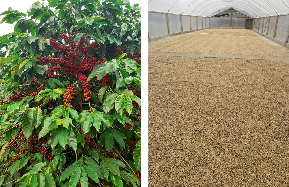 Granos de café especialidad en cafeto y sobre camas de secado de café en Brasil