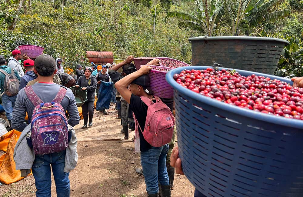 Recolectores cogiendo café de especialidad en Nicaragua